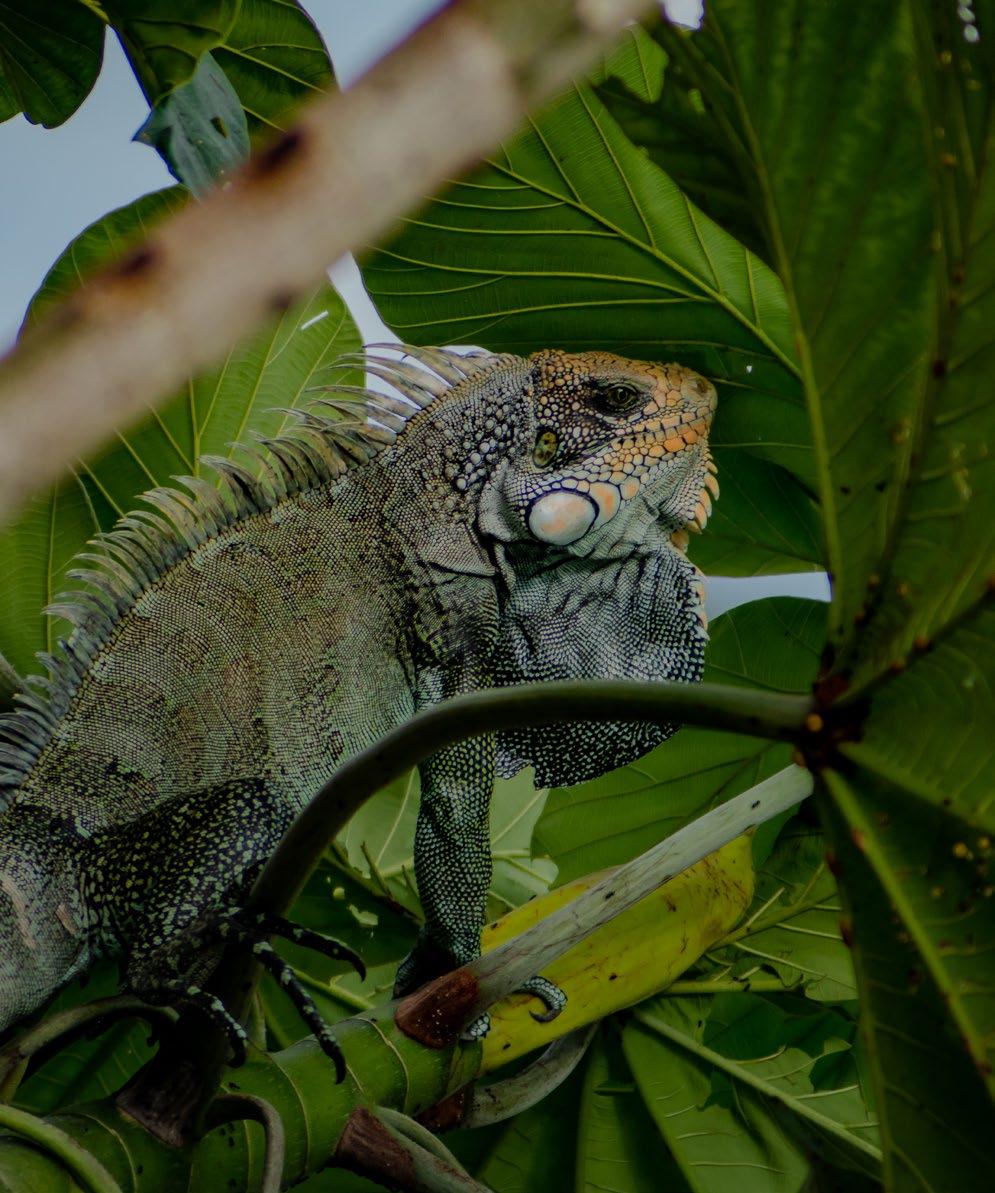 amazon land iguana